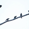 オナガテリカラスモドキ Metallic Starling