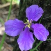 (紹介：植物)新宿中央公園で見かけた紫色の花オオアラセイトウを紹介します