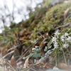 早春の野の花　セリバオウレン