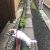 雨上がりのにおい