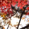 2019.12　飛鳥山公園の紅葉・冬桜（東京）