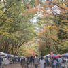 京都の名残紅葉３・下鴨神社