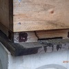 巣箱の中の様子を　掃除してやらないと　The inside state of the beehive box