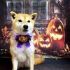 🎃柴犬『きなこ』犬にも衣装！ハロウィンと娘の誕生日！どのモンブランケーキが好き？？