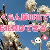 さくらんぼでプチお花見