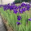 恵みの雨・・・田植えの時期ですね～😁