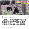 【全国的に頻発するクマ被害について……5／10－11　大仙市でクマに襲われ81歳男性ケガ　クマ被害・目撃相次ぐ　秋田】＃391