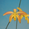 Cattleya  flava f.flamea   