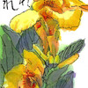 【西東京の植物絵手紙（49）…西東京市保谷町でカンナの花を見つけた！】