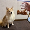 犬が来て一年が過ぎたので手作りジャーキーをあげました