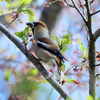 大きな嘴が特徴のアトリ科の鳥・シメ とイカル