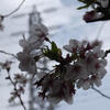 葉桜の大宮公園界隈