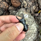 長崎県 対馬 チョウセンヒラタクワガタ 採集記 - STAG_BEETLE_JAPAN