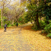 過ぎ去りし秋の日の嵐山