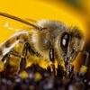 ミツバチは"ゼロ"の概念を理解することができると判明