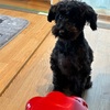 今話題のマーメイドエフェクトで愛犬を人魚にしてみたらとんでもない変身を遂げた！