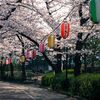 城東砂町緑道公園の桜並木