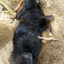 英語と野球が好きなぴょん吉のブログ