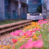 色とりどりの花：富山駅北フラワーロード