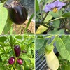 ７月後半の花 in 平塚花菜園３／なすを詠んだ短歌（再掲）　夏を代表するヒマワリとハス．トレニア，ヤブランは以前育てていました．小さな花のヤナギハナガサ・セイヨウトラノオ．サボンソウ，タンジーははじめて．そして夏野菜たち：ズッキーニ・カボチャ・シシトウ・ナス．　　女（め）のわらは入日のなかに両手もて籠（こ）に盛る茄子のか黒きひかり　斎藤茂吉　　わが植ゑし茄子は光沢（つや）ある紫にのびて稚き実は地につけり　若山喜志子　　出盛りとなりて紫紺の色深し一山の茄子を日ぐれにあがなふ　君島夜詩