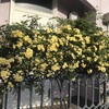 木香薔薇