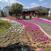 芝桜のある庭