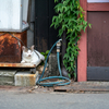 近隣繁華街のねこさん