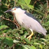 早朝野鳥観察会