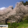 岐阜県高山市一宮町　臥龍桜