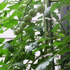 トマトの葉が茂り過ぎたら？