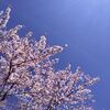 桜の絨毯