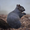 Black Squirrel