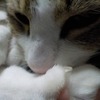 猫の爪噛む癖！？：保護猫日記。１歳11ヵ月（99週）