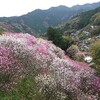 〈続〉桜・花街道