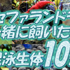 ブセファランドラに最適な混泳生体10選！コケ対策も可能な優秀生体！