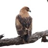 アフリカソウゲンワシ(Tawny Eagle)など