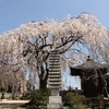 【水戸市】宝蔵寺の枝垂れ桜・・