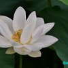 Lotus《＃3》　―　開花の不思議　―