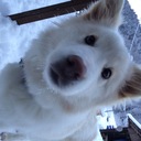 もっふもふチロの日々