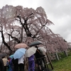 【福島】三春の滝桜