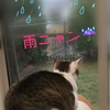 雨だったニャンね☔