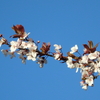 早咲き桜　2021.3.14