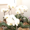真実はどこに？ ＆ 順調に胡蝶蘭のお花が増えています♪