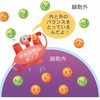 カリウムって結局なに？役割とは?看護学生、看護師必見！！腎不全と合わせて理解しよう！！