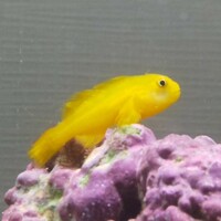 カクレクマノミと混泳可能なおしゃれな魚 マンジュウイシモチのご紹介 豆腐メンタル父ちゃんの育児 海水アクアリウム奮闘記 カクレクマノミと混泳可能なおしゃれな魚 マンジュウイシモチのご紹介 豆腐メンタル父ちゃんの育児 海水アクアリウム奮闘記
