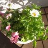 GCビオラ2013を「寄せ植え鉢-V13」に変身！
