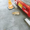 港のにゃあ