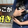 【豆柴】いつもヤンチャな子犬が驚くほど大人しくなる"抱っこ"【母の温もり最強】