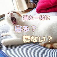 もしもに備えて 猫にケージで寝る習慣を Ronちゃんたろ ねこな日々