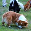 全日本ミミズ愛好会。　犬ってなんでミミズ好きなんだろ。